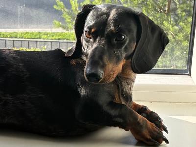 Standard Smooth Haired Dapple Dachshund for Stud