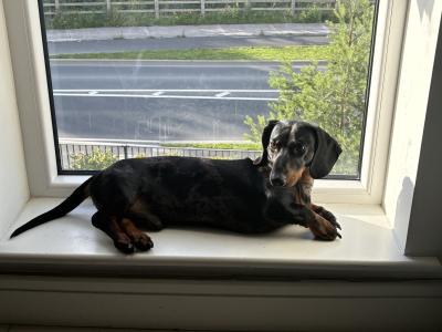 Standard Smooth Haired Dapple Dachshund for Stud