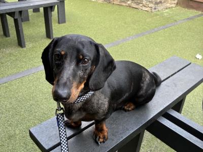 Standard Smooth Haired Dapple Dachshund for Stud