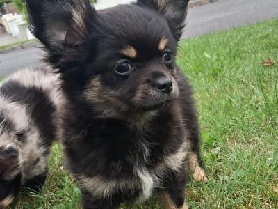 Longcoat Chihuahua male puppies in Offaly