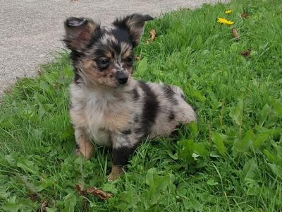 Longcoat Chihuahua male puppies in Offaly