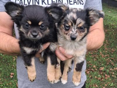 Longcoat Chihuahua male puppies in Offaly