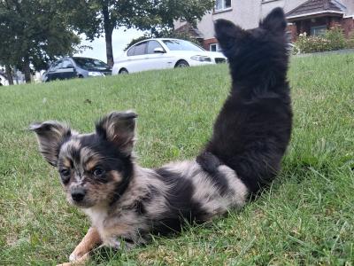 Longcoat Chihuahua male puppies in Offaly