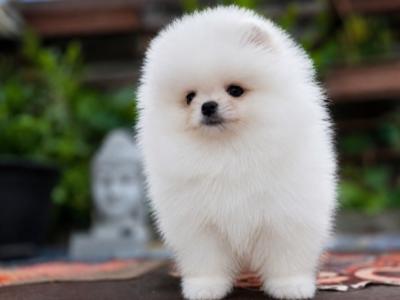 Charming Male Pomeranian