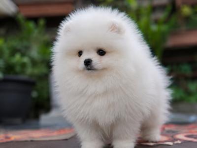 Charming Male Pomeranian