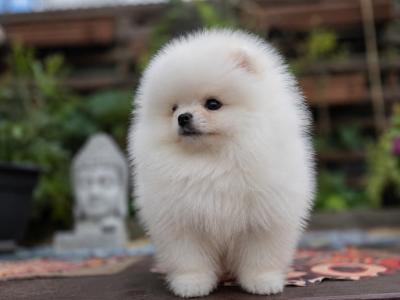 Charming Male Pomeranian