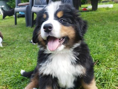 Bernese Moutain Dog Cross St. Bernard puppies in Mayo