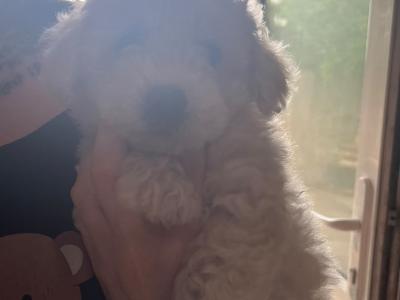 Bichon Frise puppies
