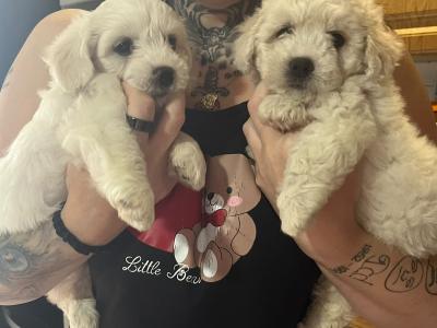 Bichon Frise puppies