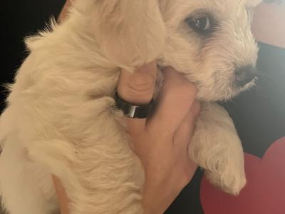 Bichon Frise puppies
