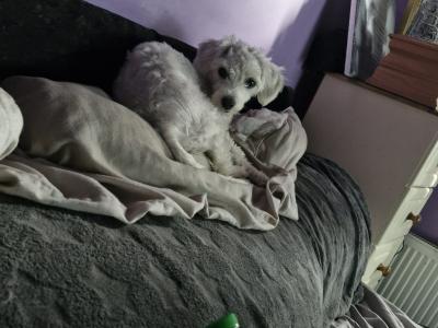 Bichon Frise puppies