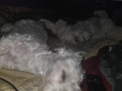 Bichon Frise puppies