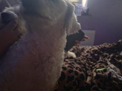 Bichon Frise puppies