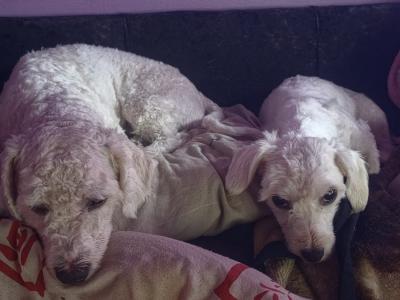 Bichon Frise puppies