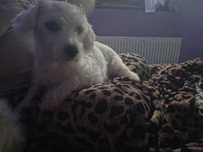 Bichon Frise puppies