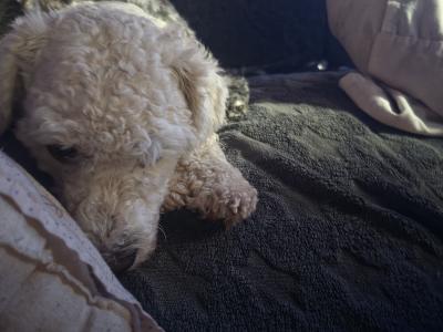 Bichon Frise puppies
