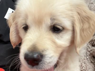 Golden Retriever puppies in Tipperary