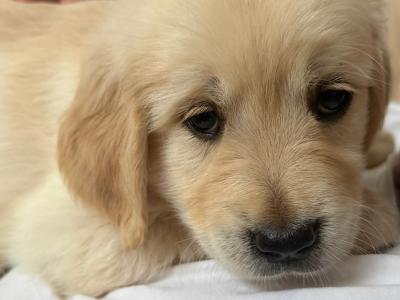 Golden Retriever puppies in Tipperary