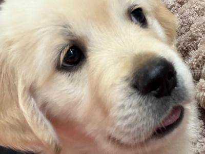 Golden Retriever puppies in Tipperary