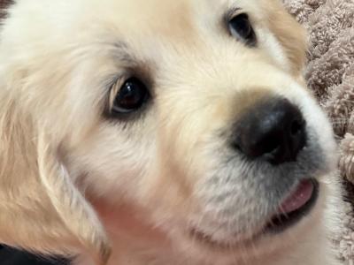 Golden Retriever puppies in Tipperary