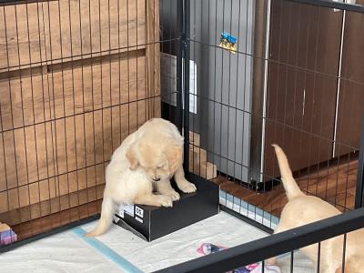 Golden Retriever puppies in Tipperary