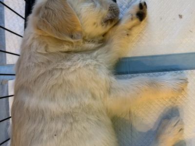 Golden Retriever puppies in Tipperary