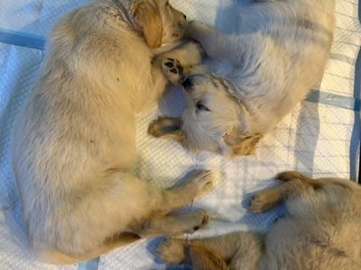 Golden Retriever puppies in Tipperary
