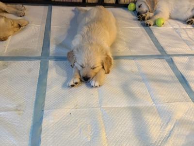 Golden Retriever puppies in Tipperary
