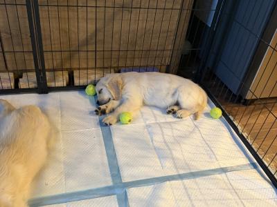 Golden Retriever puppies in Tipperary