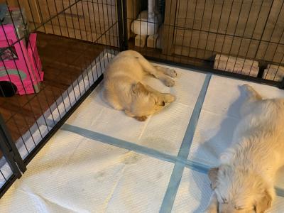 Golden Retriever puppies in Tipperary
