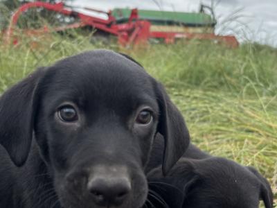 3 male Labrador x Border Collie puppies in Loughrea, Galway