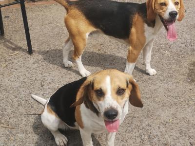 Beagle puppies in Louth