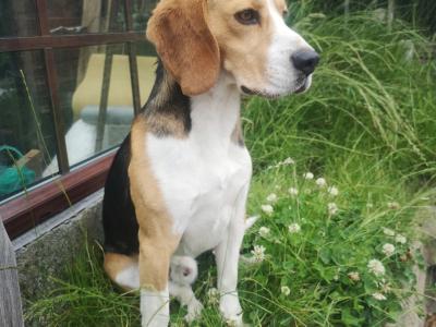 Beagle puppies in Louth