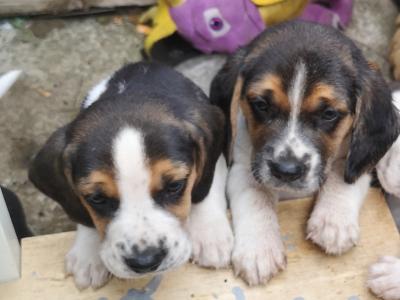 Beagle puppies in Louth