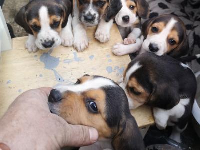 Beagle puppies in Louth
