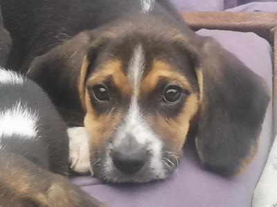 Beagle puppies in Louth