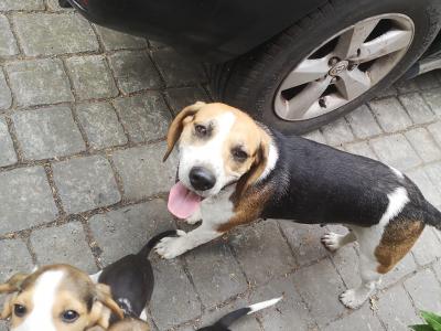 Beagle puppies in Louth
