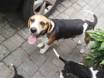 Beagle puppies in Louth