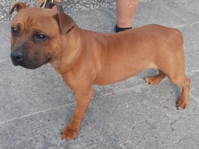 IKC Registered male Staffordshire Bull Terrier puppy 7 months old in Kildare