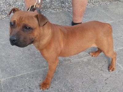 IKC Registered male Staffordshire Bull Terrier puppy 8 months old in Kildare