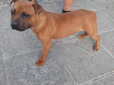 Staffordshire Bull Terrier