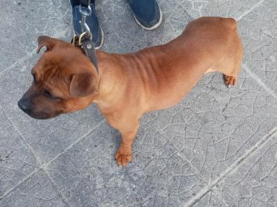 Staffordshire Bull Terrier