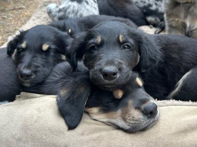 Blue Merle x Golden Retriever puppies for sale in Galway