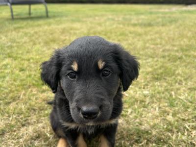 Blue Merle x Golden Retriever puppies for sale in Galway