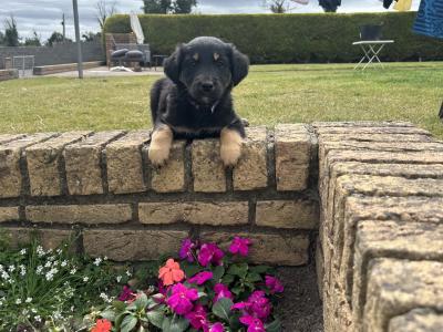 Blue Merle x Golden Retriever puppies for sale in Galway