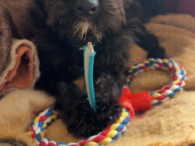 Luna is a female Westiepoo puppy 1 year old female. West Highland Terrier x Poodle) in Kerry