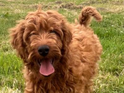 Golden Irish Doodles