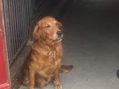 Golden Irish Doodles