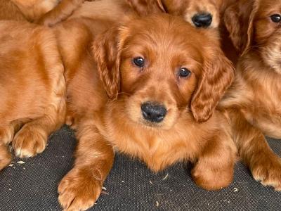 Golden Irish Doodle puppies in Offaly