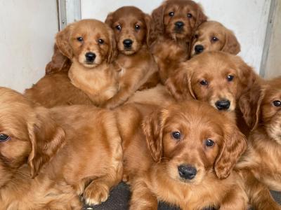 Golden Irish Doodles